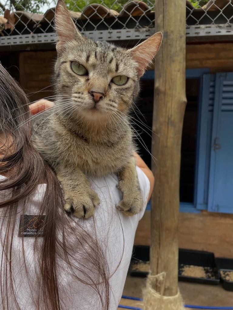 Tom, gato de porte médio para adoção em Rio Claro - SP — foto 5 de 5