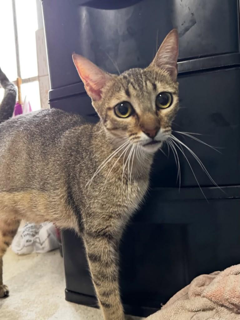 Ária, gata de porte médio para adoção em Rio Claro - SP
