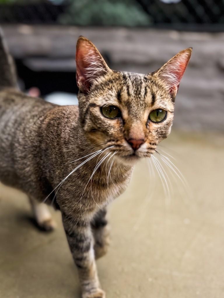 Ária, gata de porte médio para adoção em Rio Claro - SP — foto 2 de 2