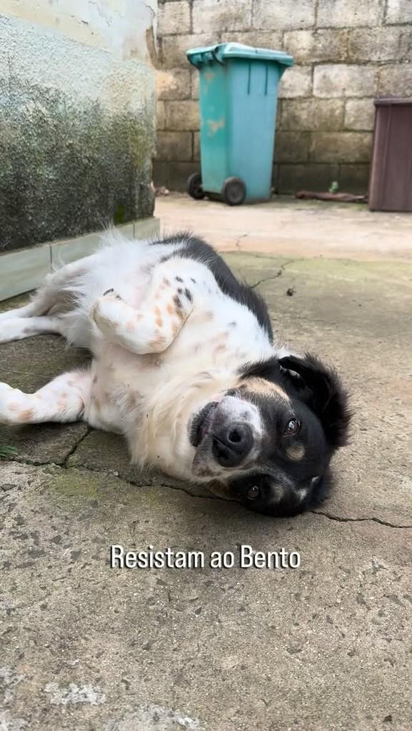 Bento, cachorro de porte médio para adoção em Rio Claro - SP
