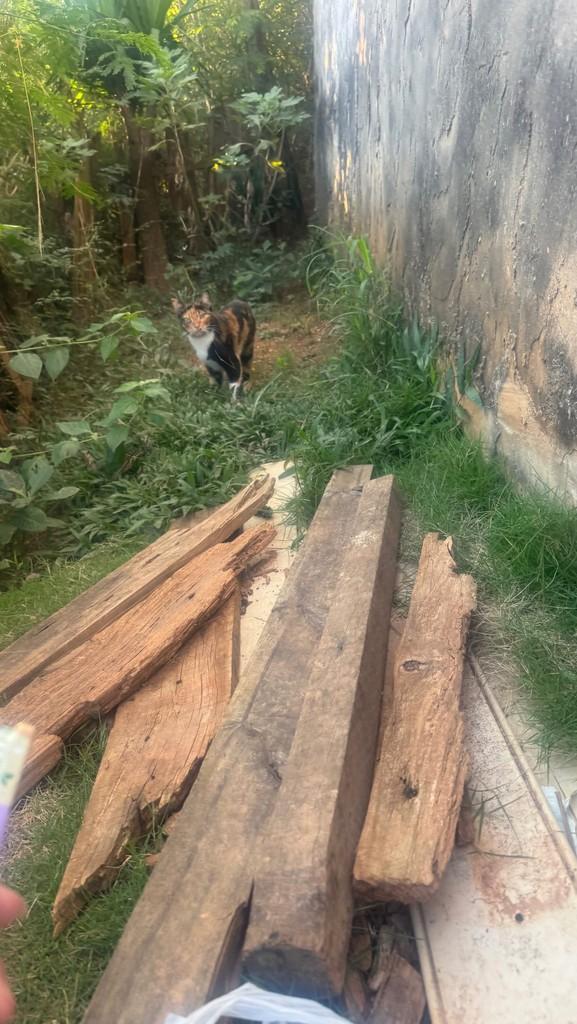 Pérola, gato de porte pequeno para adoção em Pedreira - SP