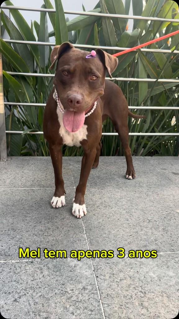 Mel, cachorro de porte médio para adoção em Pedreira - SP