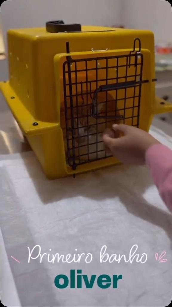 Oliver, gato para adoção em Pedreiras - MA