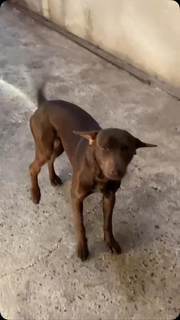 Thor, cachorro de porte médio para adoção em Pedreira - SP