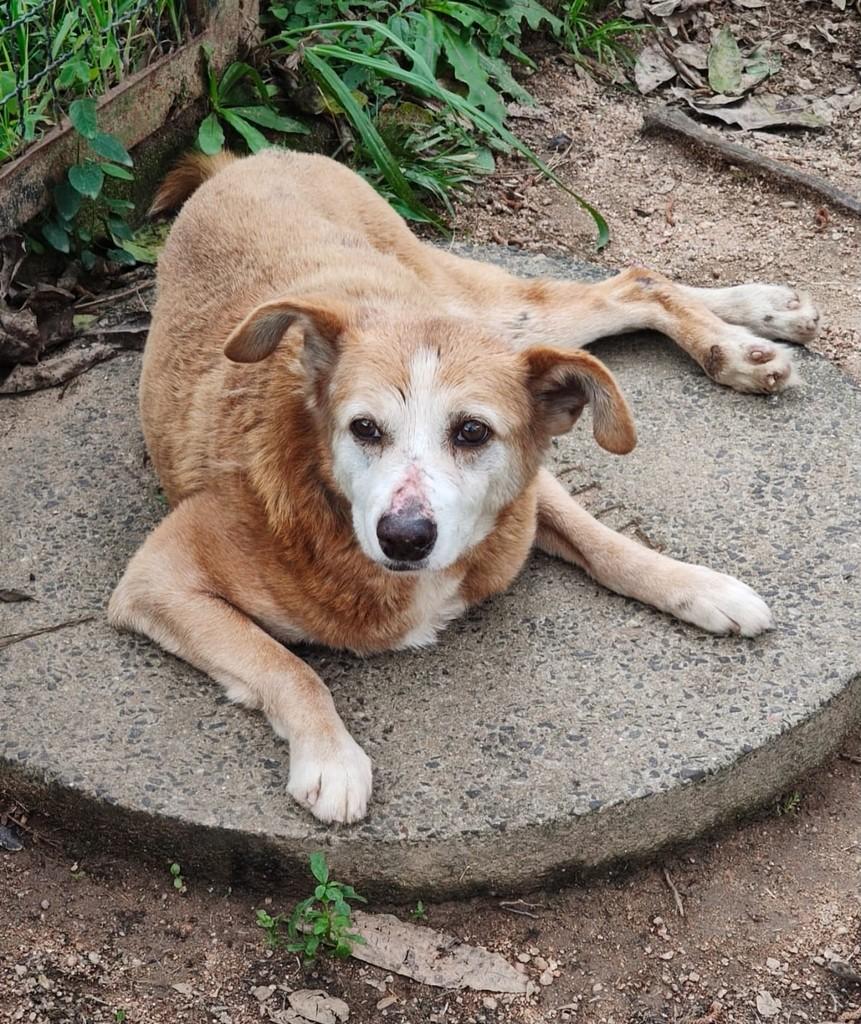 Pinto, cachorro de porte médio para adoção em Porto Alegre - RS