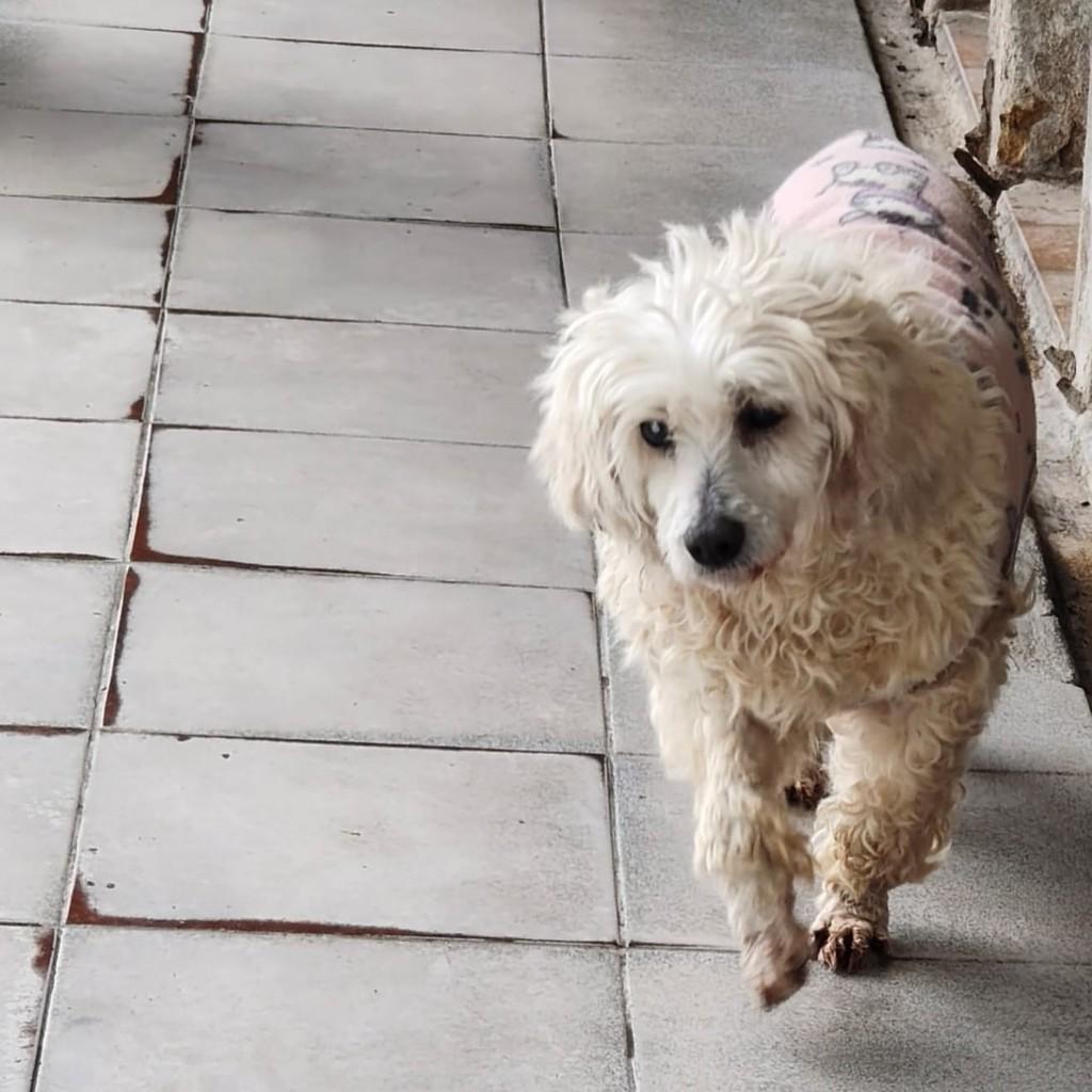 Manoela, cachorro de porte pequeno para adoção em Porto Alegre - RS
