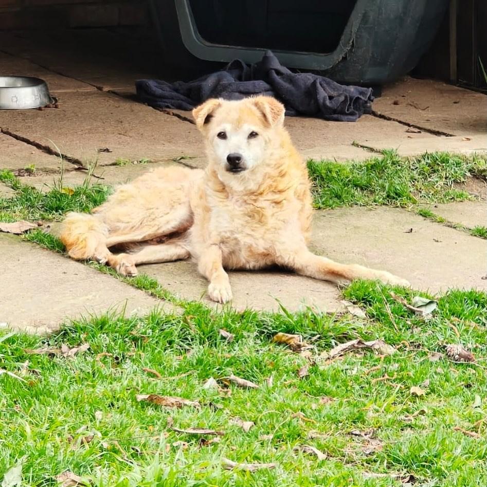 Pata Esticada, cachorro de porte médio para adoção em Porto Alegre - RS