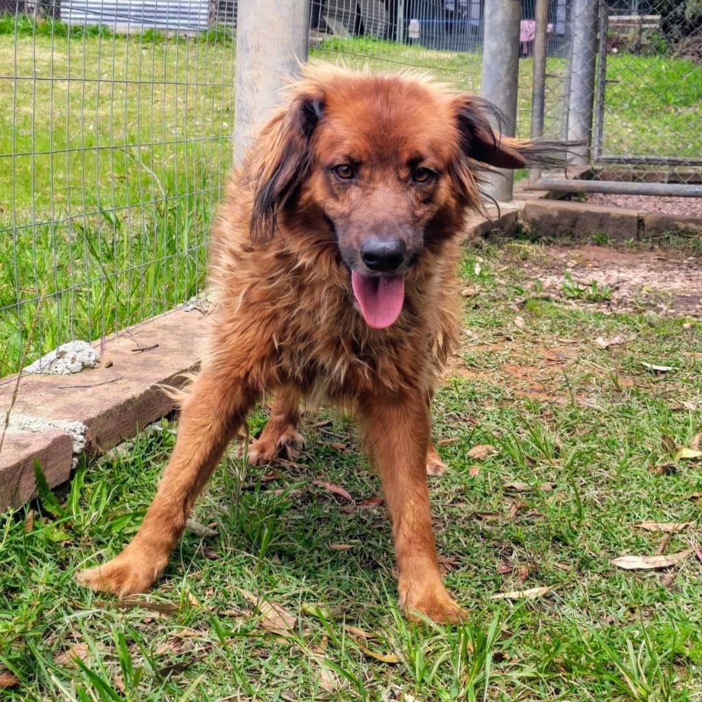 Tato, cachorro de porte médio para adoção em Porto Alegre - RS
