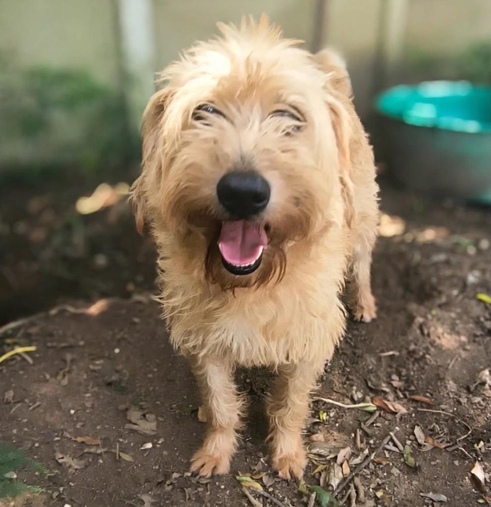 Cocada, cachorro de porte médio para adoção em Porto Alegre - RS