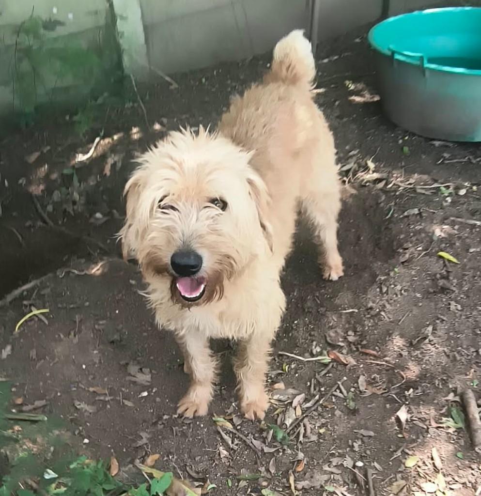 Cocada, cachorro de porte médio para adoção em Porto Alegre - RS — foto 2 de 2