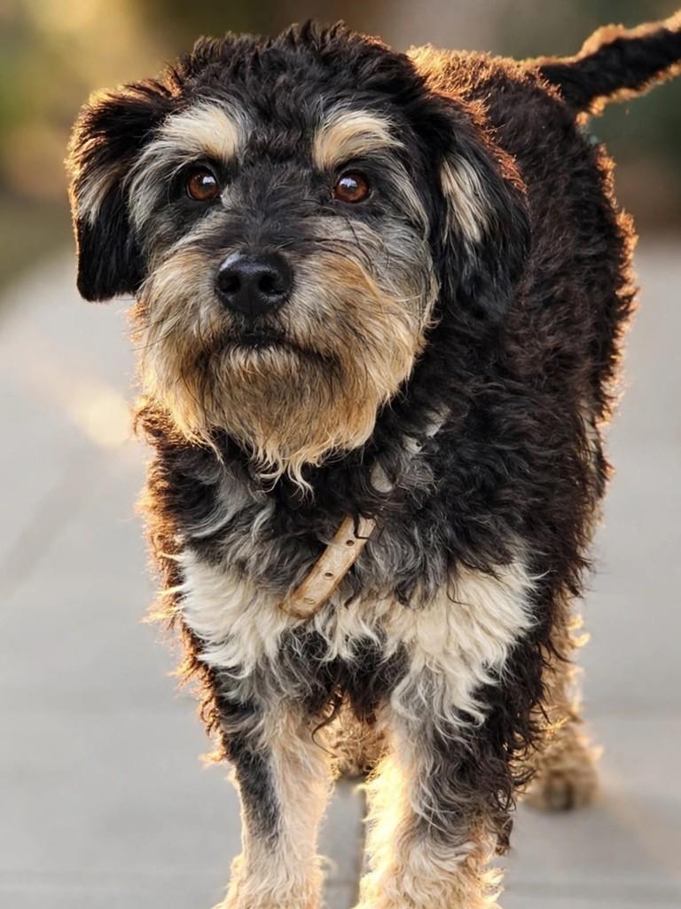 Harley, cachorro de porte médio para adoção em Porto Alegre - RS