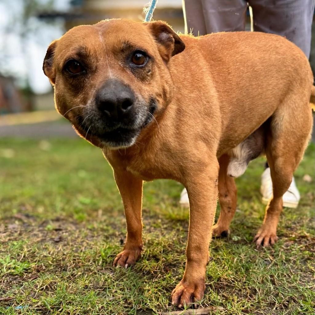 Hércules, cachorro de porte médio para adoção em Porto Alegre - RS