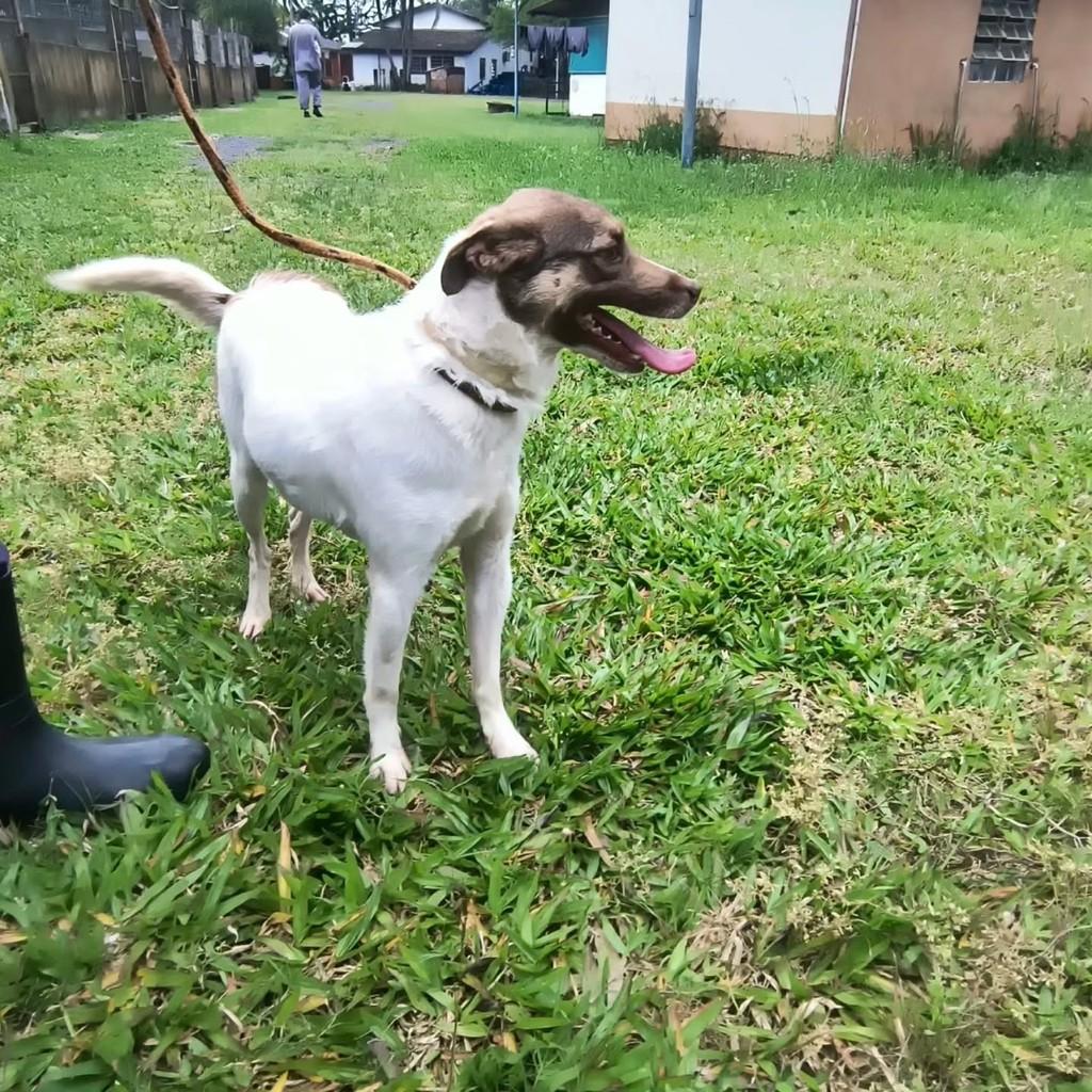 Pitico, cachorro de porte médio para adoção em Porto Alegre - RS
