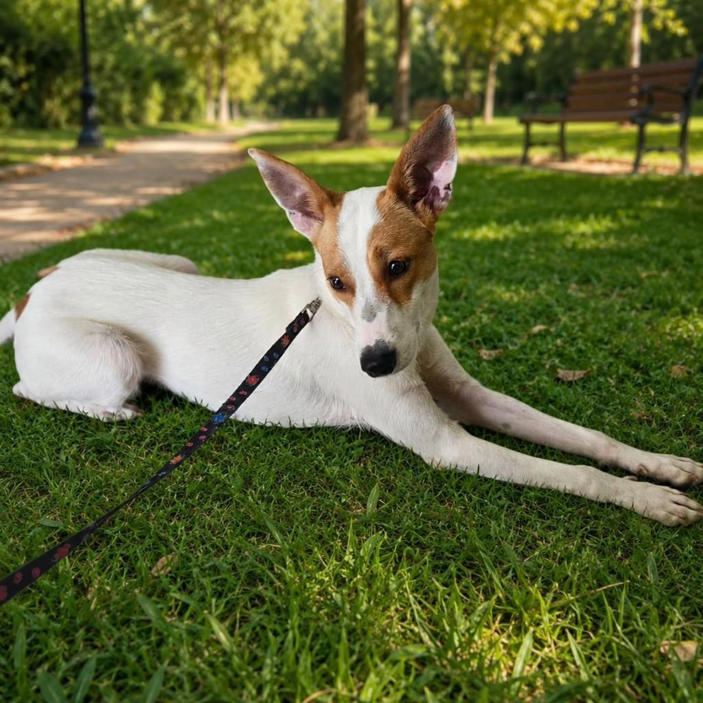 Sansão, cachorro de porte médio para adoção em Vitória - ES