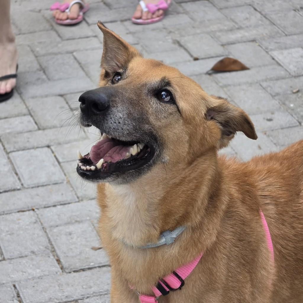 Darcy, cadela de porte pequeno para adoção em Vitória - ES