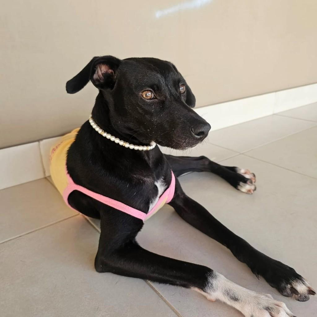 Tiana, cadela de porte médio para adoção em Vitória - ES