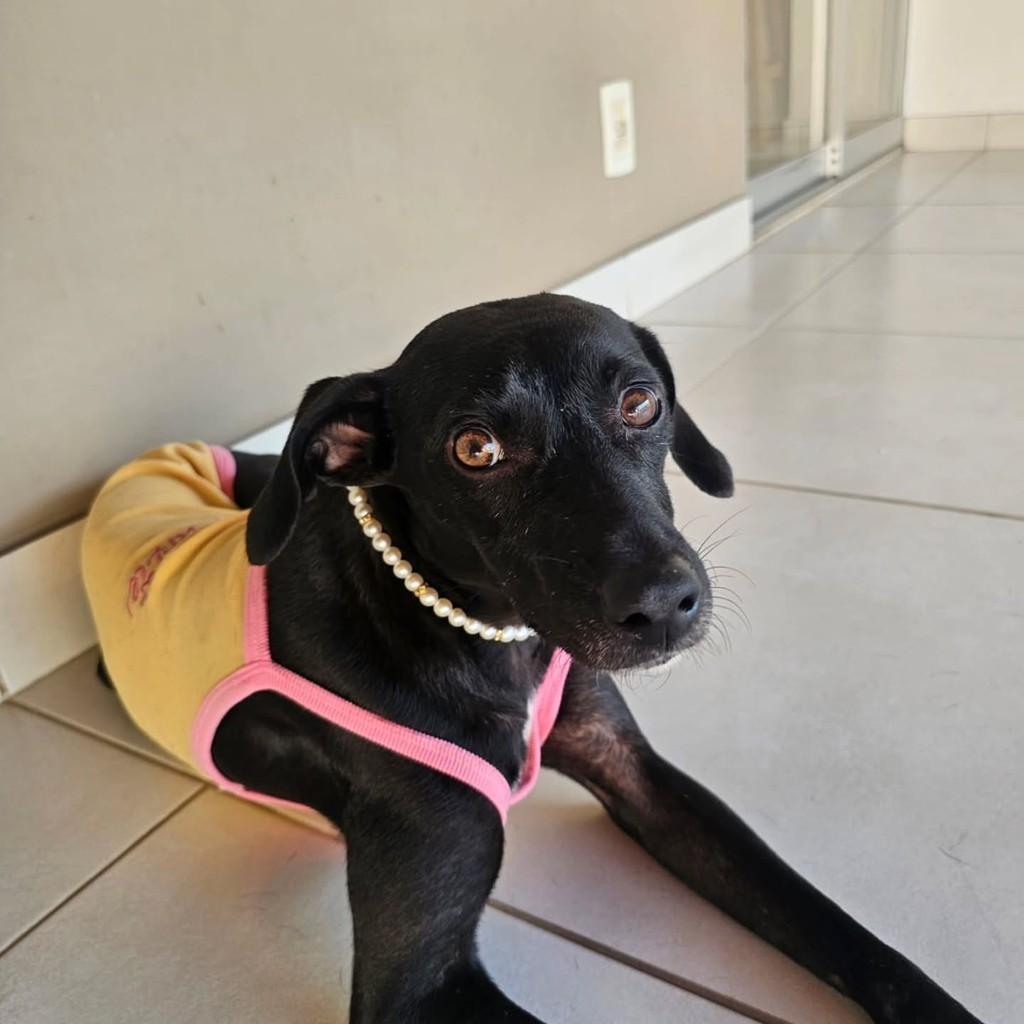 Tiana, cadela de porte médio para adoção em Vitória - ES — foto 2 de 9