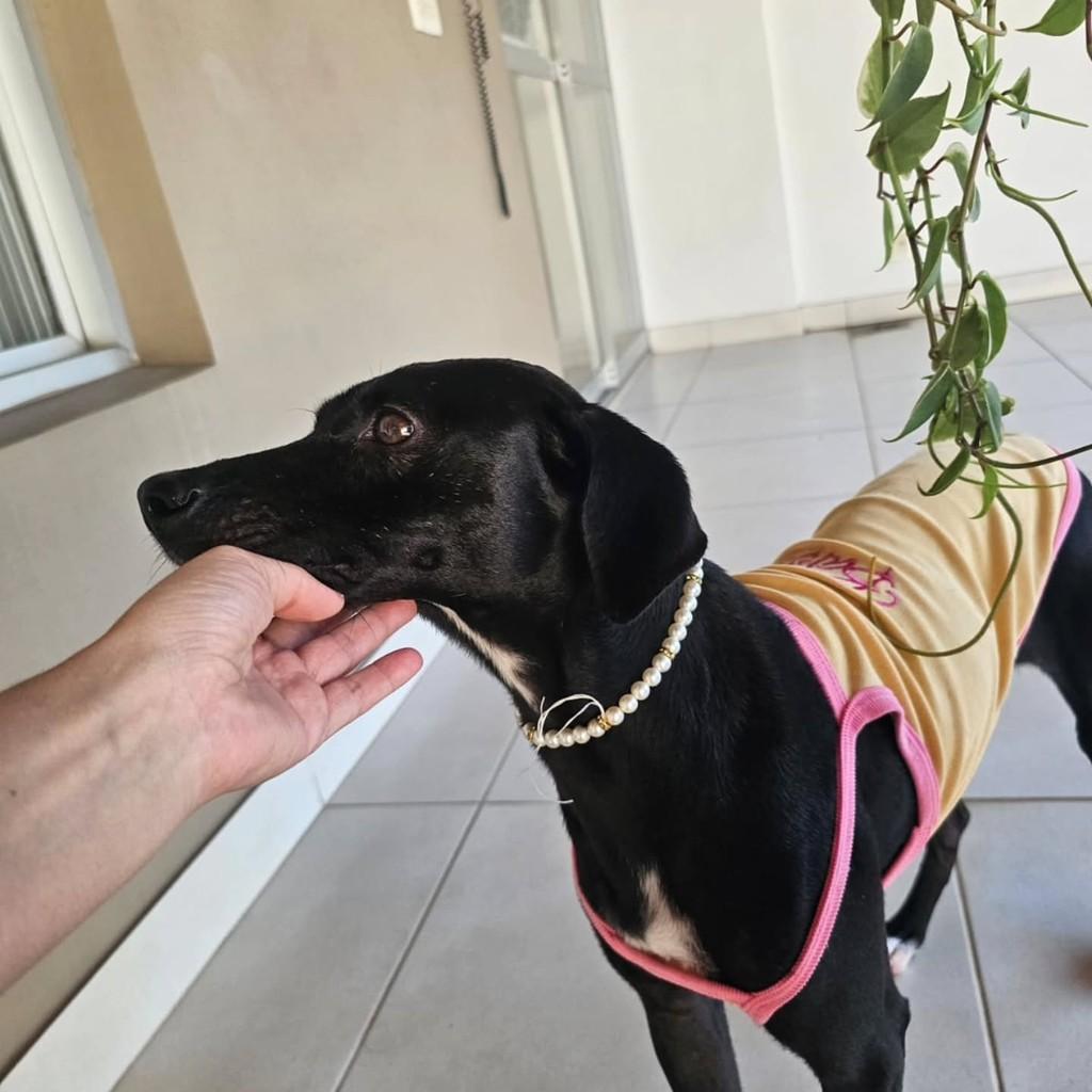 Tiana, cadela de porte médio para adoção em Vitória - ES — foto 3 de 9