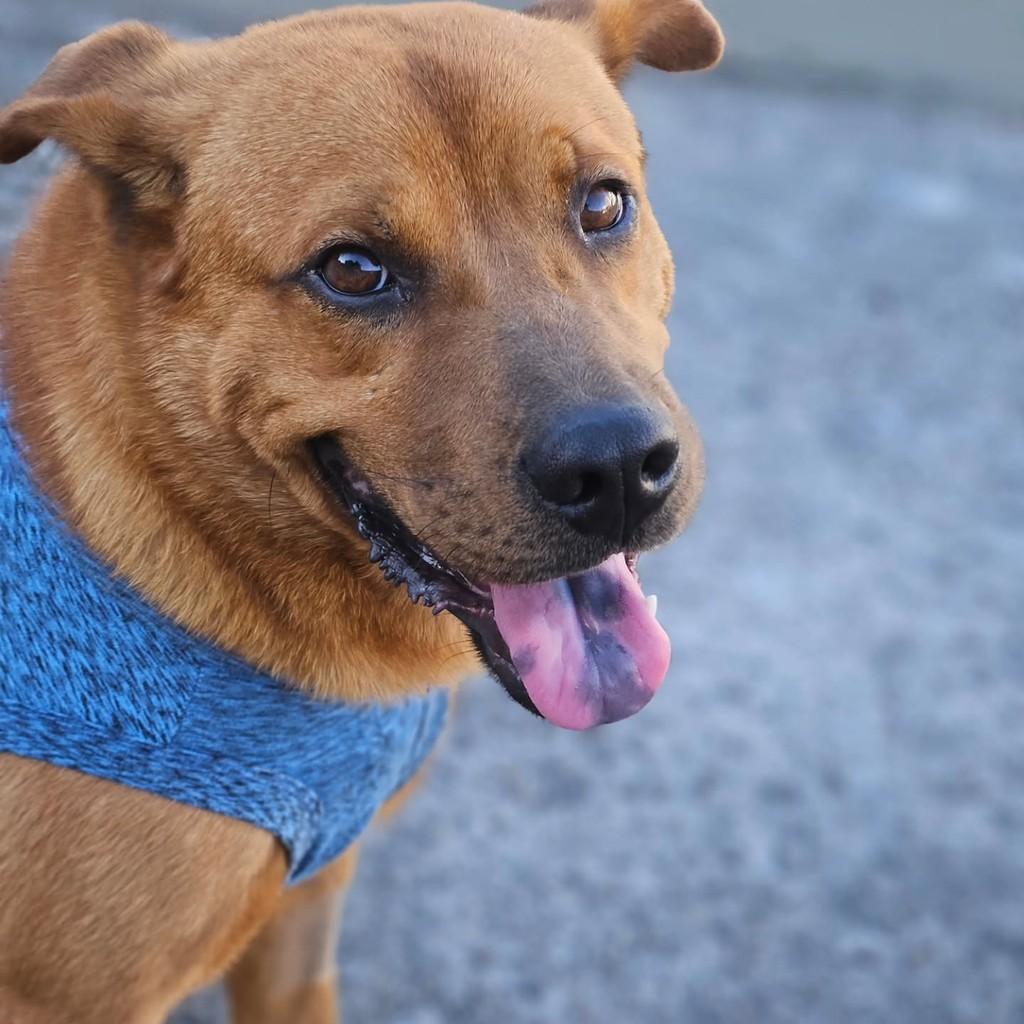 Fernando, cachorro de porte médio para adoção em Vitória - ES