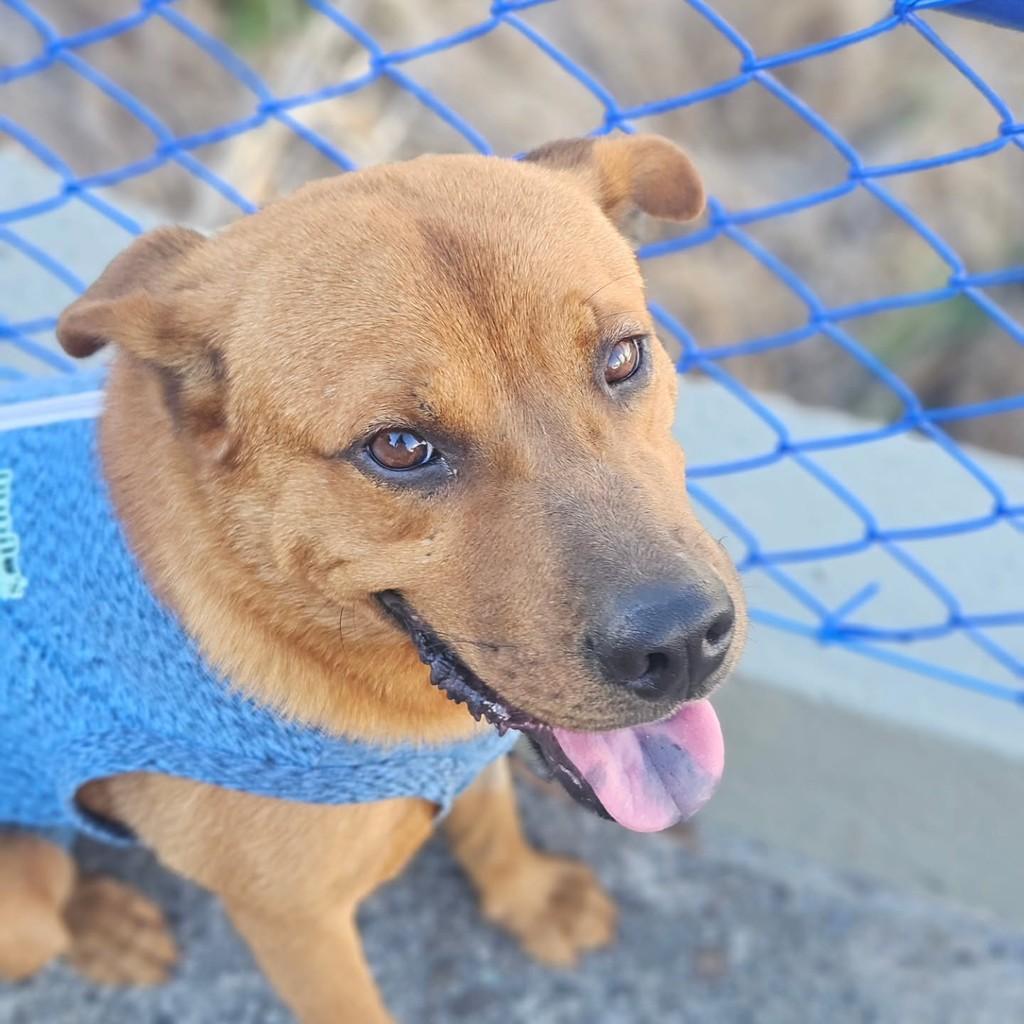 Fernando, cachorro de porte médio para adoção em Vitória - ES — foto 2 de 7