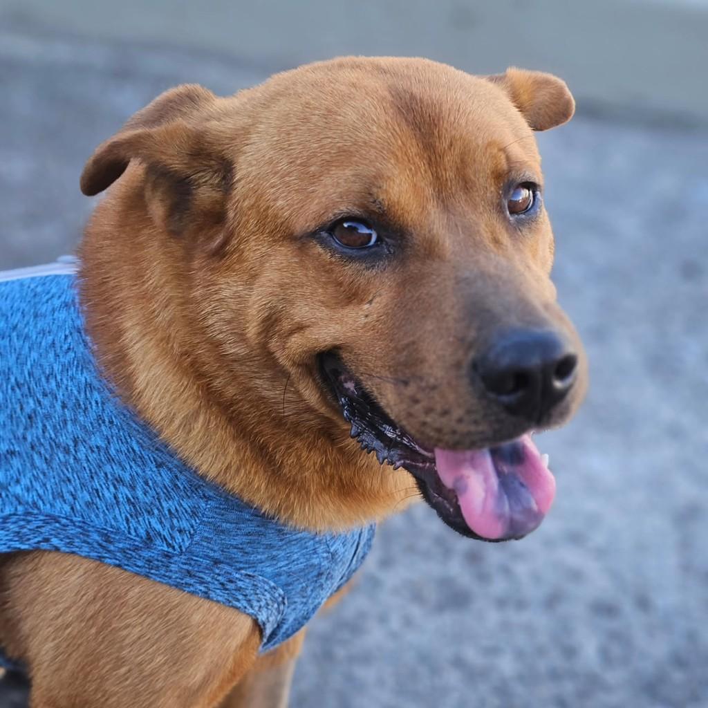 Fernando, cachorro de porte médio para adoção em Vitória - ES — foto 3 de 7