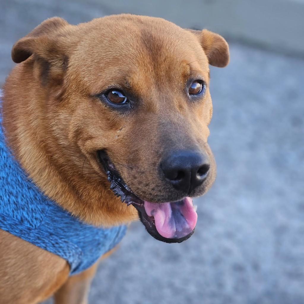 Fernando, cachorro de porte médio para adoção em Vitória - ES — foto 4 de 7