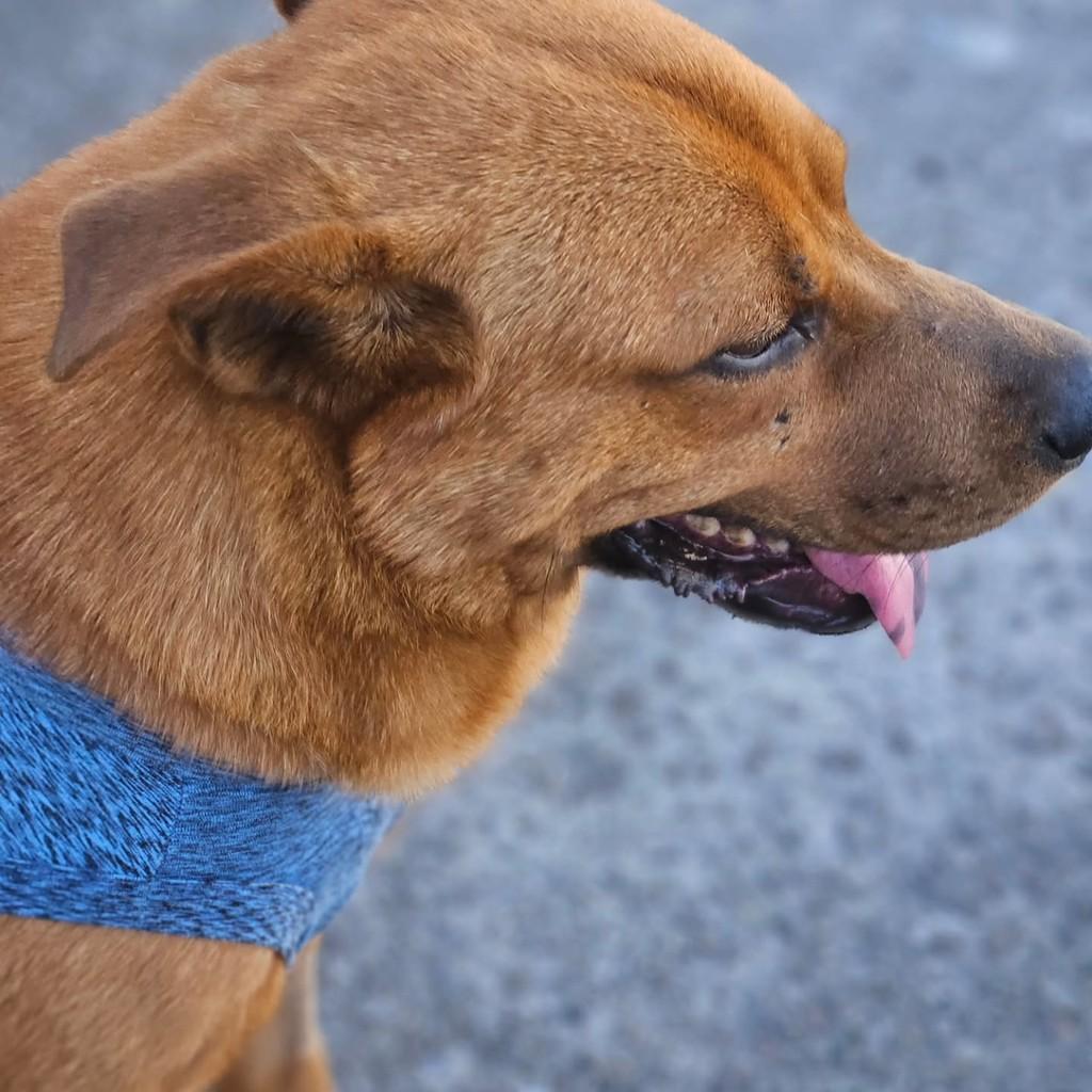 Fernando, cachorro de porte médio para adoção em Vitória - ES — foto 5 de 7