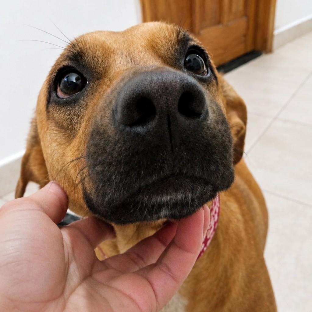 Mel, cadela de porte médio para adoção em Vitória - ES