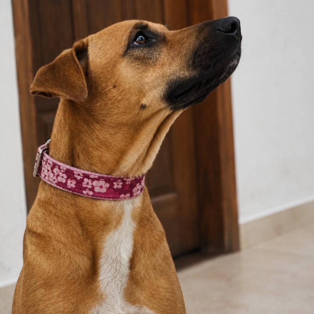 Mel, cadela de porte médio para adoção em Vitória - ES — foto 2 de 8