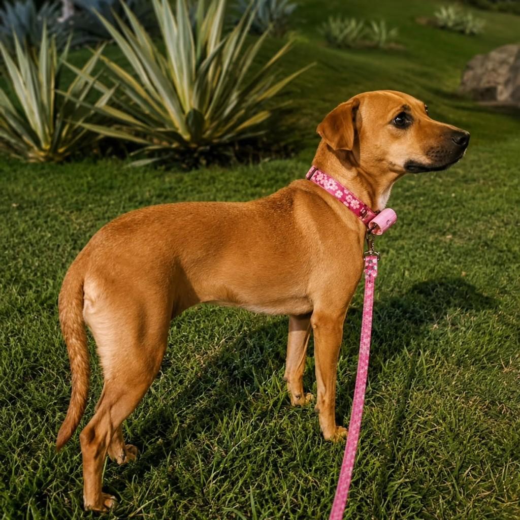 Mel, cadela de porte médio para adoção em Vitória - ES — foto 5 de 8
