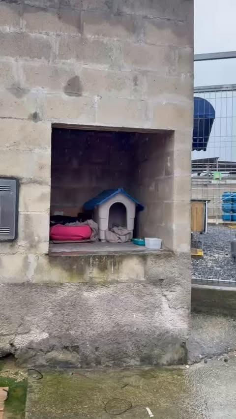 Leonardo, cachorro de porte médio para adoção em Brusque - SC