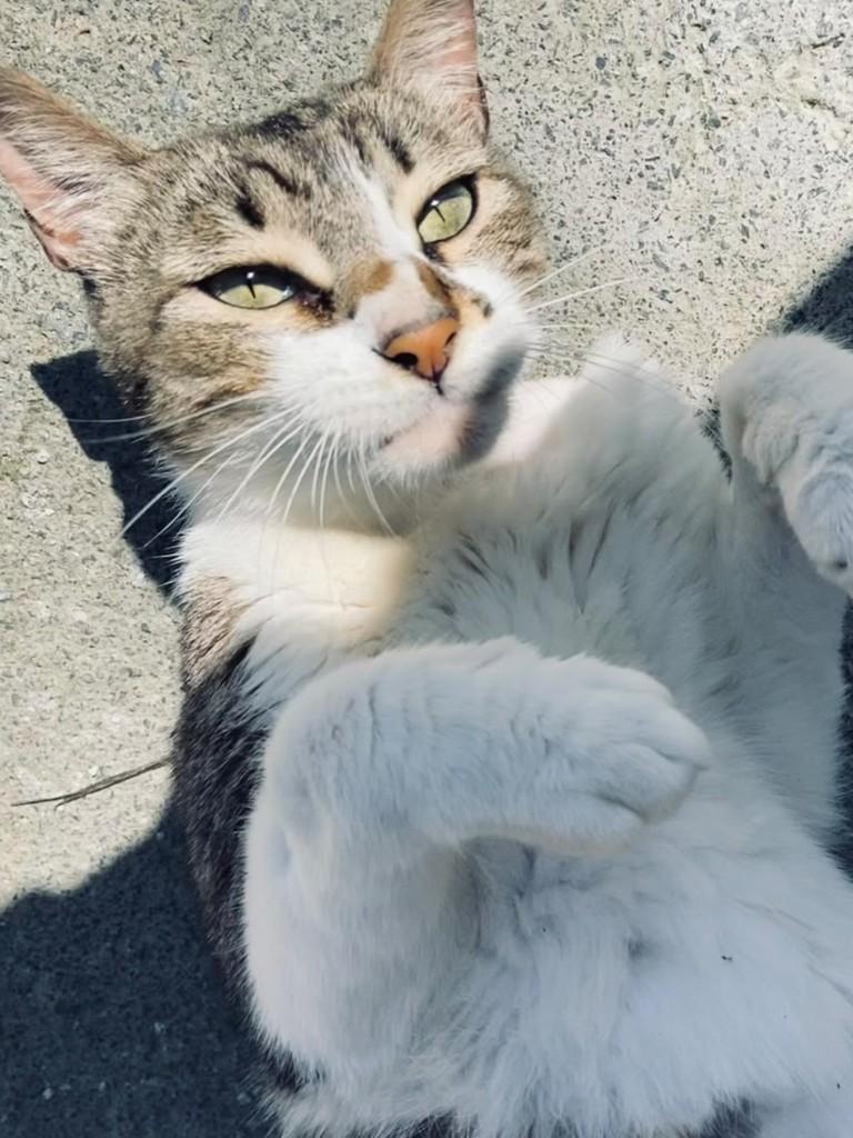 José, gato de porte médio para adoção em Brusque - SC