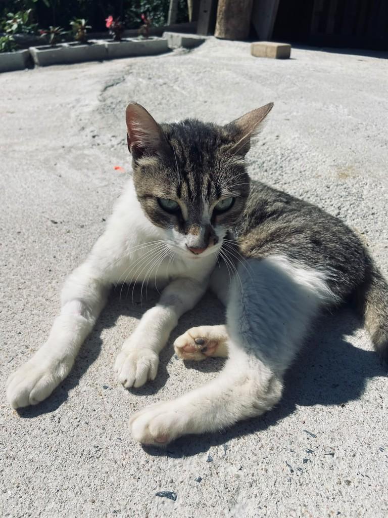 José, gato de porte médio para adoção em Brusque - SC — foto 2 de 5
