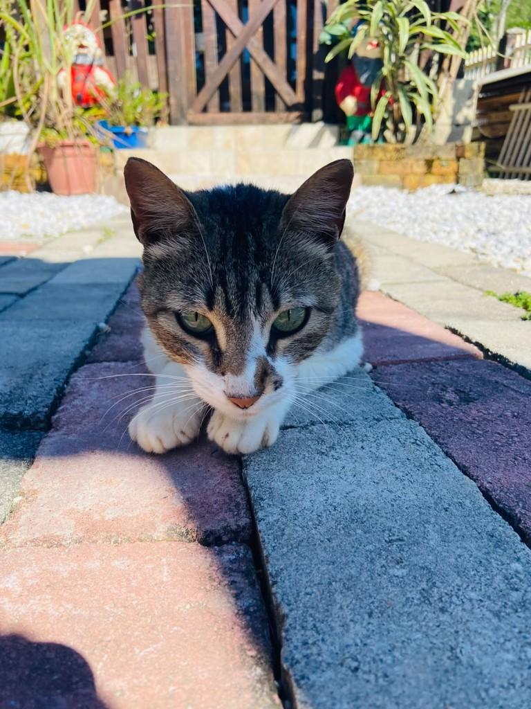 José, gato de porte médio para adoção em Brusque - SC — foto 3 de 5
