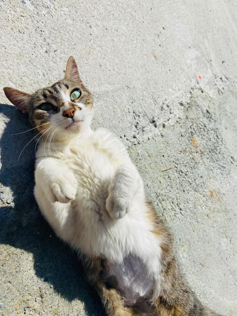 José, gato de porte médio para adoção em Brusque - SC — foto 4 de 5
