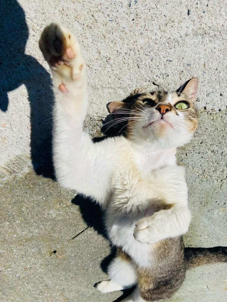 José, gato de porte médio para adoção em Brusque - SC — foto 5 de 5
