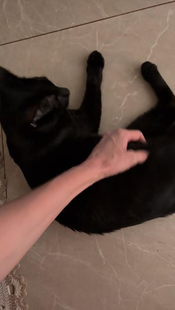Peto, gata de porte médio para adoção em Goiânia - GO