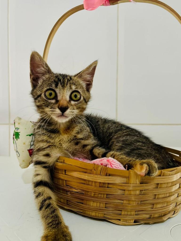 Docinho, gata de porte pequeno para adoção em Goiânia - GO