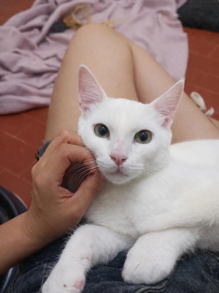 Marsh, gato para adoção em Pelotas - RS
