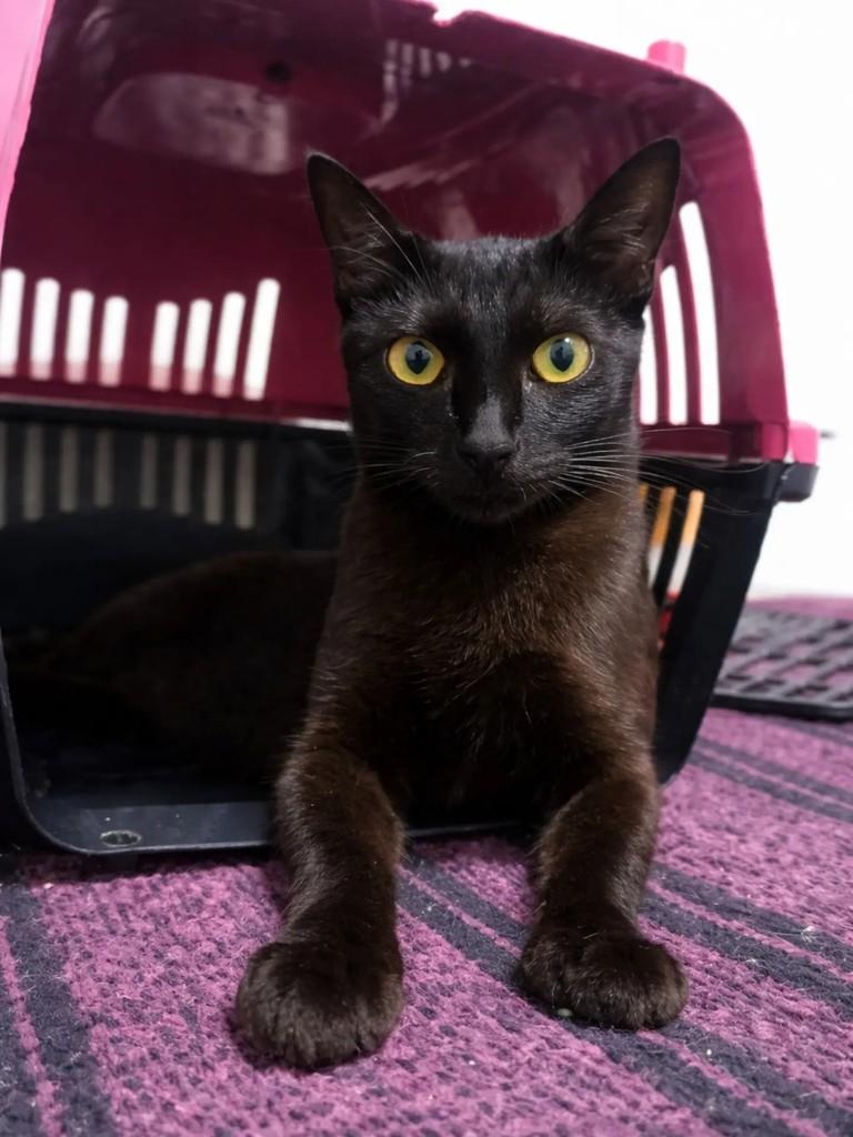 Pandora, gata de porte pequeno para adoção em Pelotas - RS