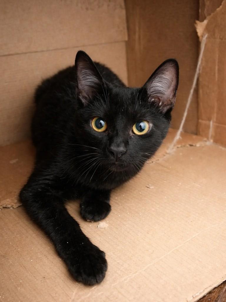 Patolino, gato de porte pequeno para adoção em Pelotas - RS