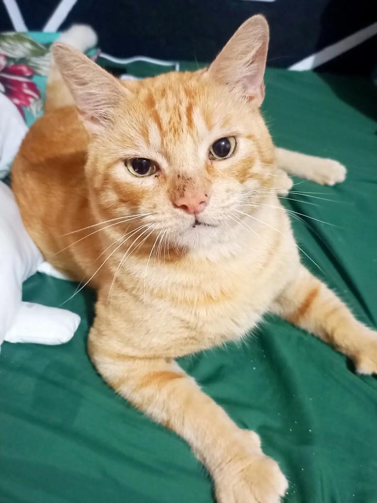 Áries, gato de porte grande para adoção em Pelotas - RS