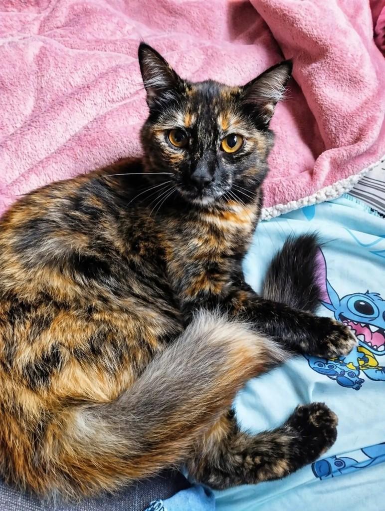 Michi, gata de porte pequeno para adoção em Pelotas - RS