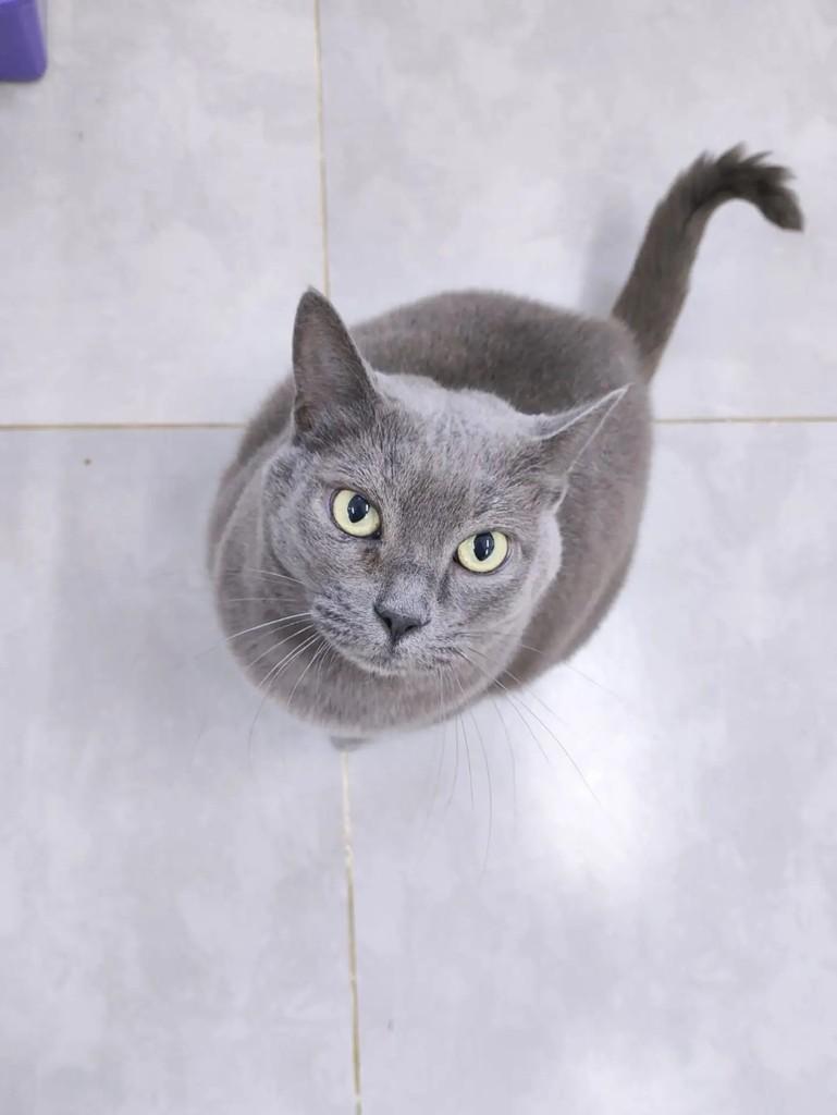 Fiorella, gata de porte pequeno para adoção em Pelotas - RS