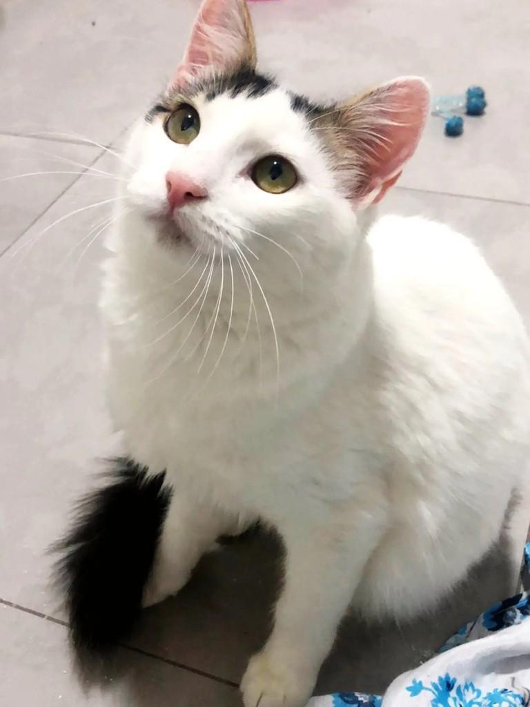 Franjinho, gato de porte médio para adoção em Pelotas - RS
