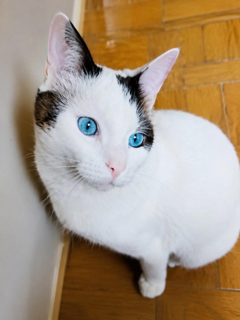 Amendoim, gato de porte pequeno para adoção em Pelotas - RS
