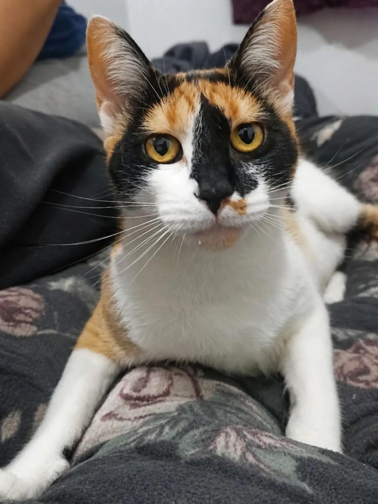 Atena, gata de porte pequeno para adoção em Pelotas - RS
