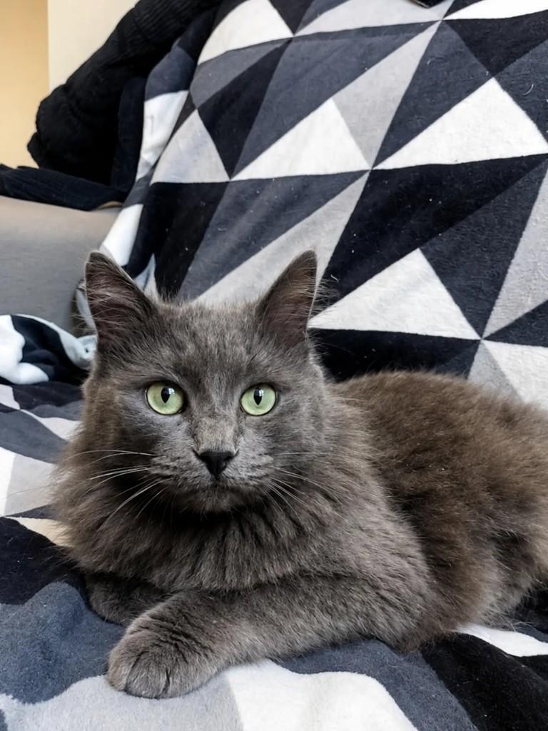 Misty, gata de porte médio para adoção em Pelotas - RS