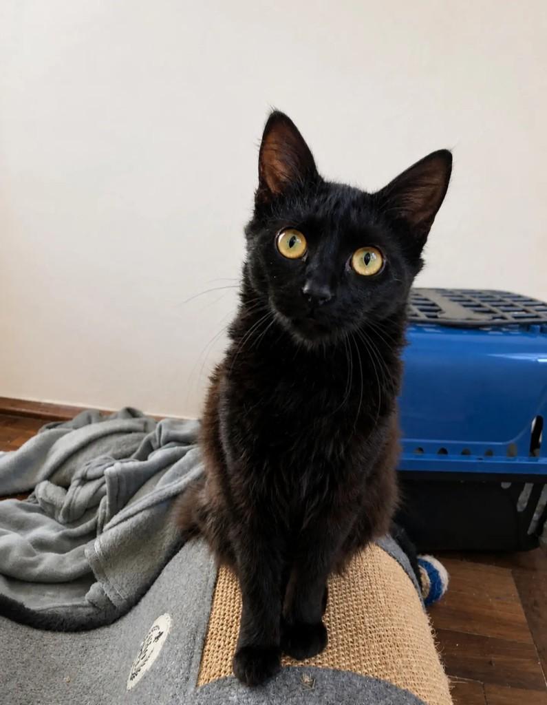Flora, gata de porte pequeno para adoção em Pelotas - RS
