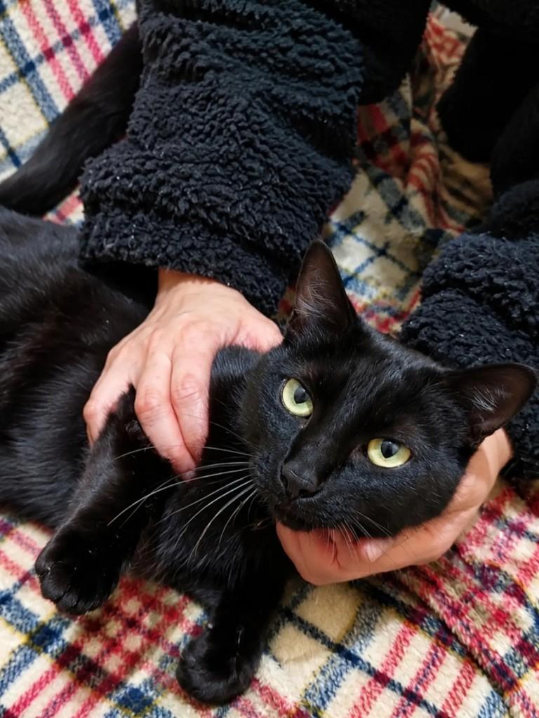 Esmeralda, gata para adoção em Pelotas - RS